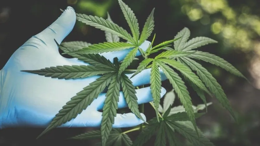 CANNABIS