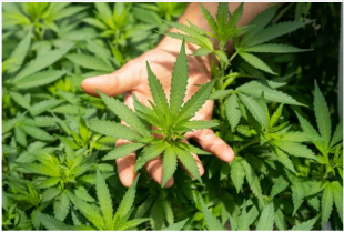CANNABIS 2