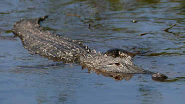 CAIMAN