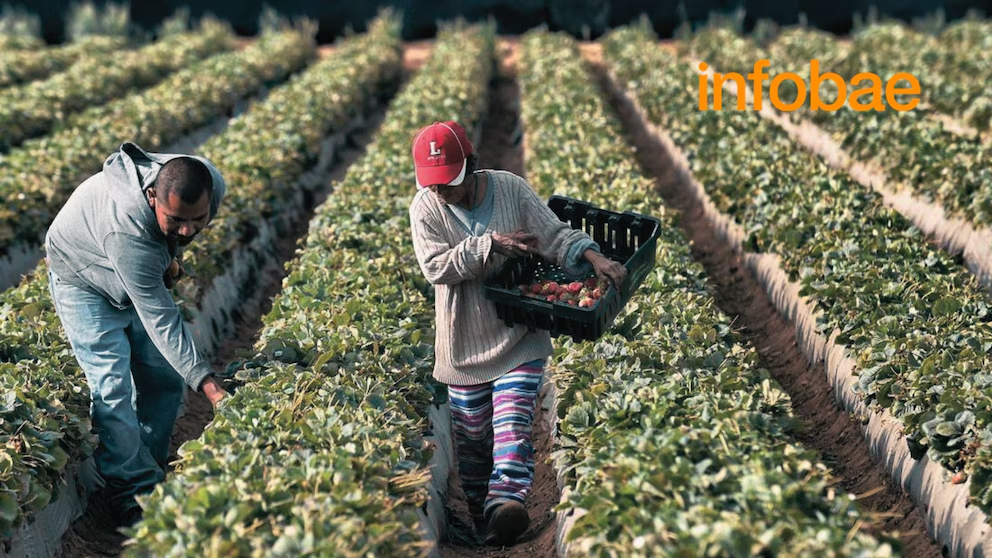 TRABAJADORES AGRICOLAS