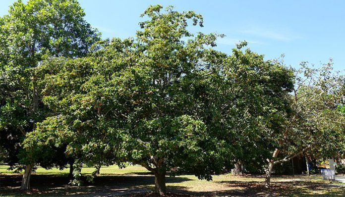 ARBOL ZAPOTE