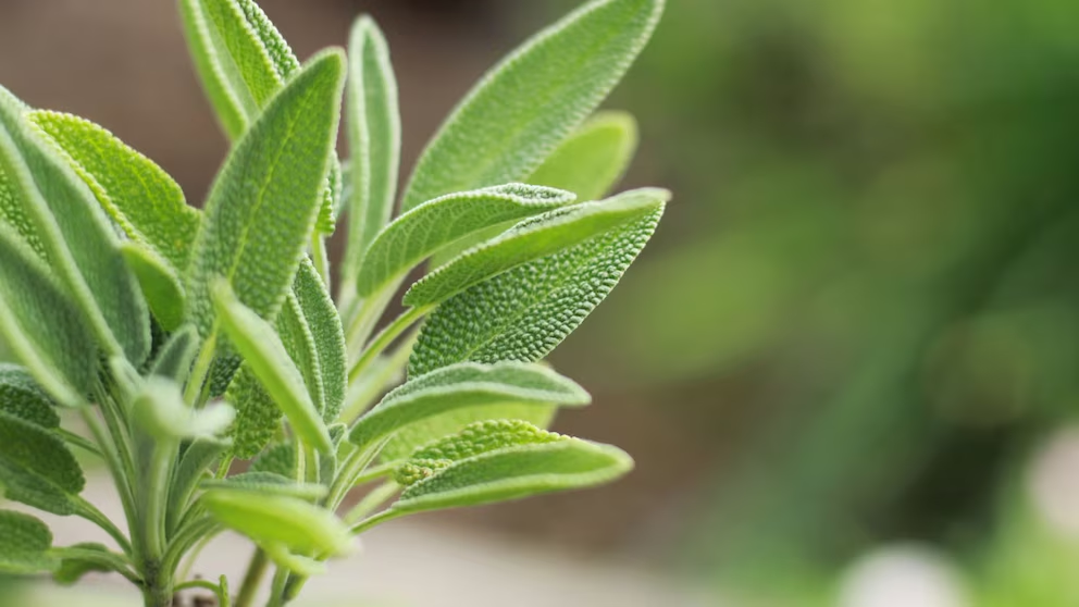 SALVIA