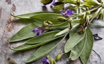 SALVIA 3