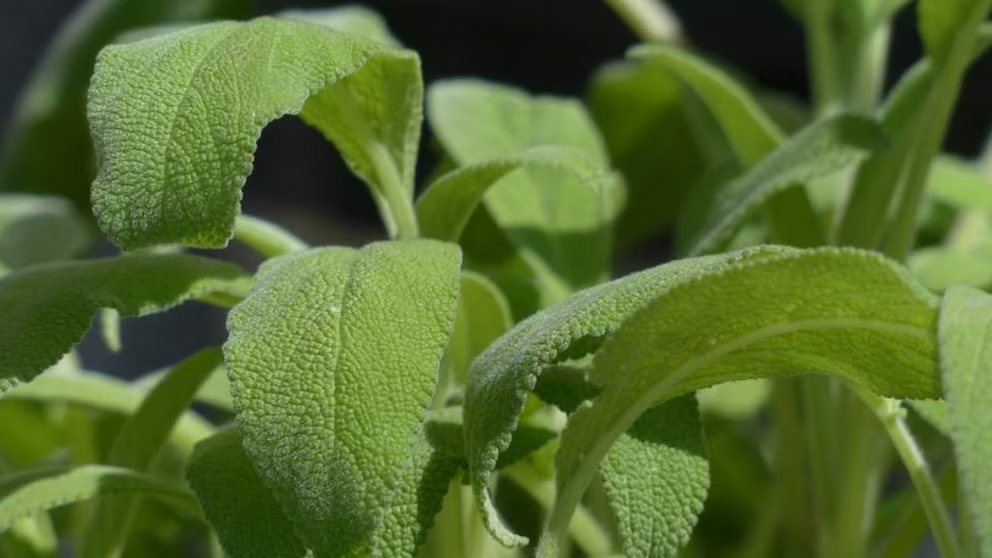 SALVIA OFFICINALIS